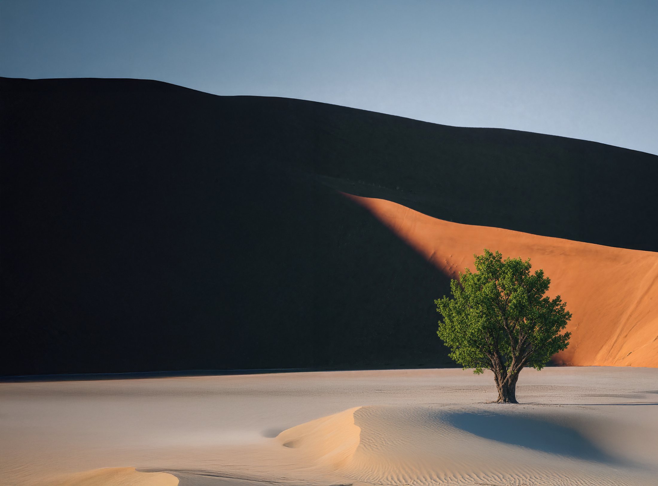 A lone green tree in front of a red sand dune